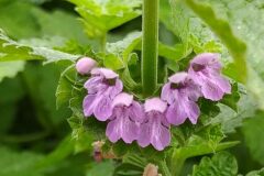 Ballota nigra_Merce Vallicrosa CC BY-NC