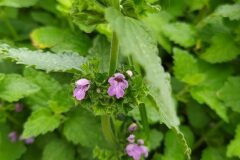 Ballota nigra_Merce Vallicrosa CC BY-NC