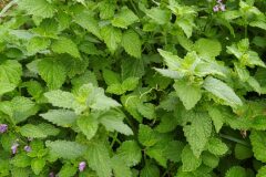 Ballota nigra_Merce Vallicrosa CC BY-NC