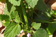 Ballota nigra_Merce Vallicrosa CC BY-NC