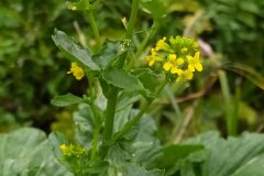 Barbarea verna_Merce Vallicrosa CC BY-NC