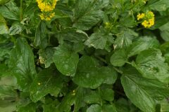 Barbarea verna_Merce Vallicrosa CC BY-NC