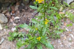 Barbarea verna_Merce Vallicrosa CC BY-NC