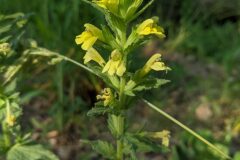 Bellardia viscosa_Katarzyna Zarnowiec CC BY-SA