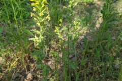 Bellardia viscosa_Katarzyna Zarnowiec CC BY-SA