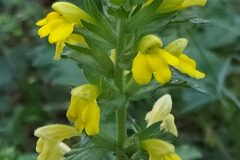 Bellardia viscosa_Merce Vallicrosa CC BY-NC