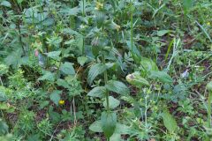 Bellardia viscosa_Merce Vallicrosa CC BY-NC