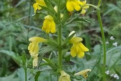 Bellardia viscosa_Merce Vallicrosa CC BY-NC