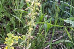 Bellardia viscosa_Neus Julia CC BY-SA