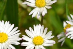 Bellis perennis_Alexandra Perandones