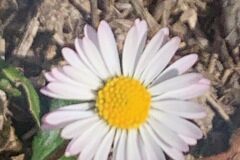 Bellis perennis_Andres Tello