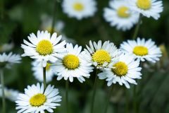 Bellis perennis_Gloria Busquets