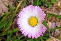 Bellis perennis_Isabel Gallent
