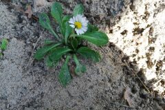 Bellis perennis_Jordi Puyuelo CC BY-NC