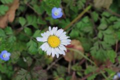 Bellis perennis_Jordi Rovira