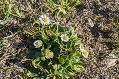 Bellis perennis_Katarzyna Zarnowiec CC BY-SA