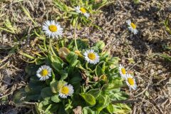 Bellis perennis_Katarzyna Zarnowiec CC BY-SA