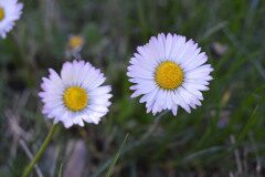 Bellis perennis_Mariona Alonso