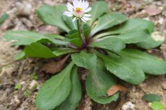Bellis perennis_Merce Vallicrosa CC BY-NC