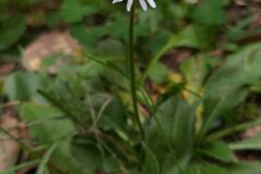 Bellis perennis_Merce Vallicrosa CC BY-NC