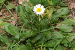Bellis perennis_Merce Vallicrosa CC BY-NC