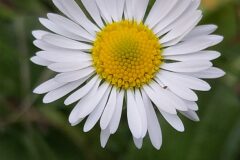 Bellis perennis_Merce Vallicrosa CC BY-NC