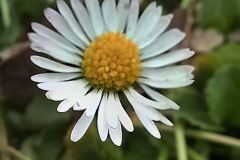 Bellis perennis_Neus Julia