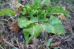 Beta vulgaris_Pere Barnola CC BY-SA