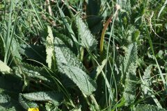 Betonica officinalis_Joan Garcia CC BY-NC