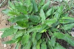 Betonica officinalis_Jordi Puyuelo