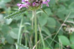Betonica officinalis_Jordi Puyuelo