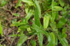 Betonica officinalis_Katarzyna Zarnowiec CC BY-SA