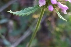 Betonica officinalis_Merce Vallicrosa CC BY-NC