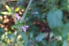 Betonica officinalis_Merce Vallicrosa CC BY-NC