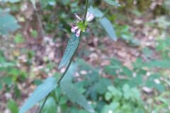 Betonica officinalis_Merce Vallicrosa CC BY-NC