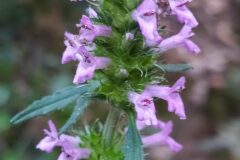 Betonica officinalis_Merce Vallicrosa CC BY-NC