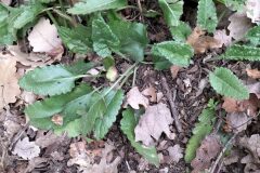 Betonica officinalis_Sonia Garcia CC BY-NC