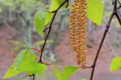 Betula pendula_Josep Maria Cusco CC BY-NC