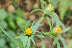 Bidens frondosa_Joaquim Reberte CC BY-NC