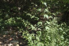 Bidens frondosa_Joaquim Reberte