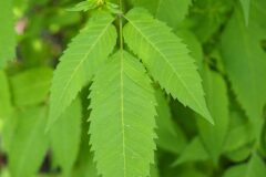 Bidens frondosa_Joaquim Reberte