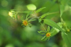 Bidens frondosa_Joaquim Reberte