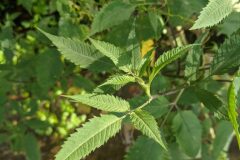 Bidens frondosa_Katarzyna Zarnowiec CC BY-SA