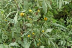 Bidens frondosa_Katarzyna Zarnowiec CC BY-SA