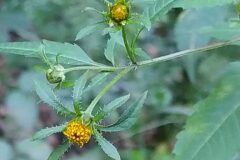 Bidens frondosa_Merce Vallicrosa CC BY-NC