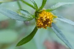 Bidens frondosa_Merce Vallicrosa CC BY-NC