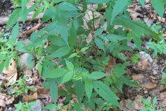 Bidens frondosa_Merce Vallicrosa CC BY-NC