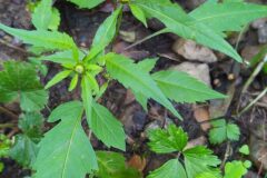 Bidens frondosa_Merce Vallicrosa CC BY-NC