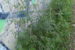 Bidens subalternans_Merce Vallicrosa CC BY-NC