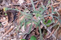 Bidens subalternans_Merce Vallicrosa CC BY-NC